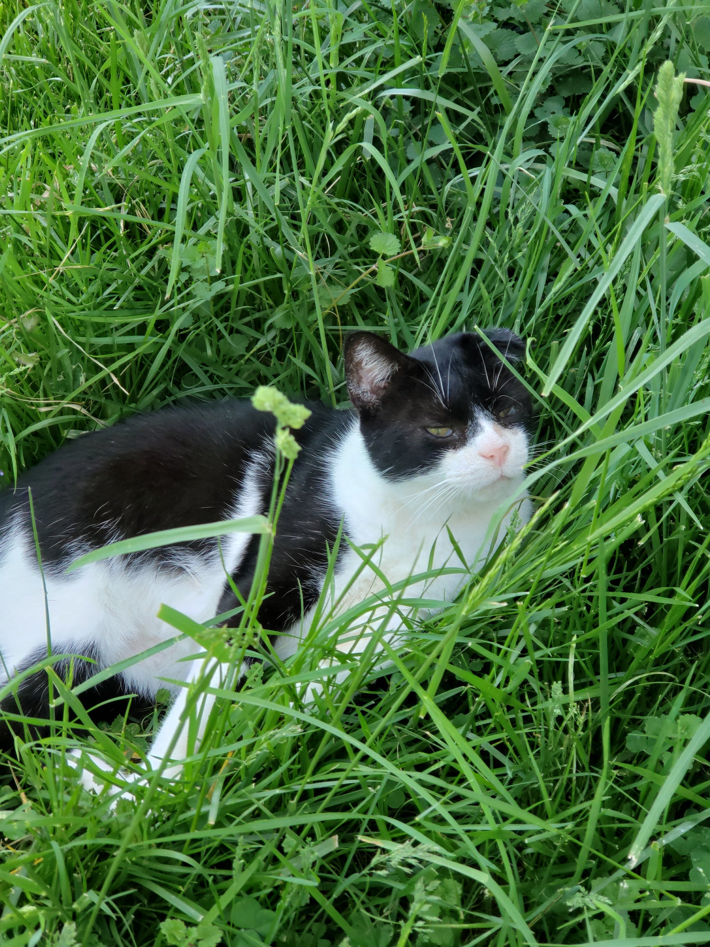 Cat Tuxedo Love Stitch Markers